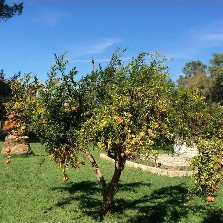 Yiouli * Acharavi (Corfu)